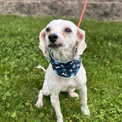 Bentley - Available Fri. June 13 @ 11am
