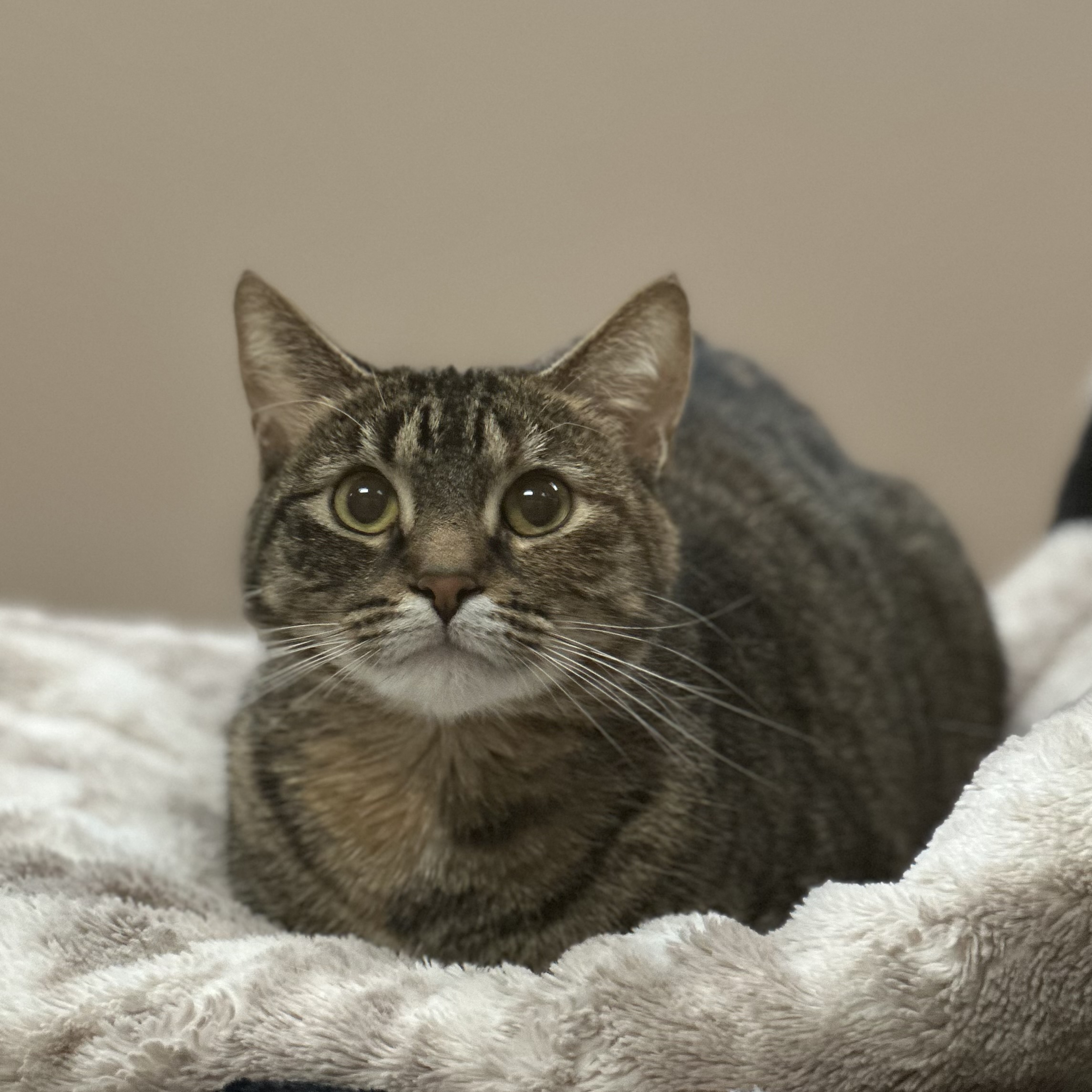 Athena