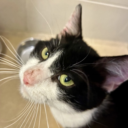 Sylvester