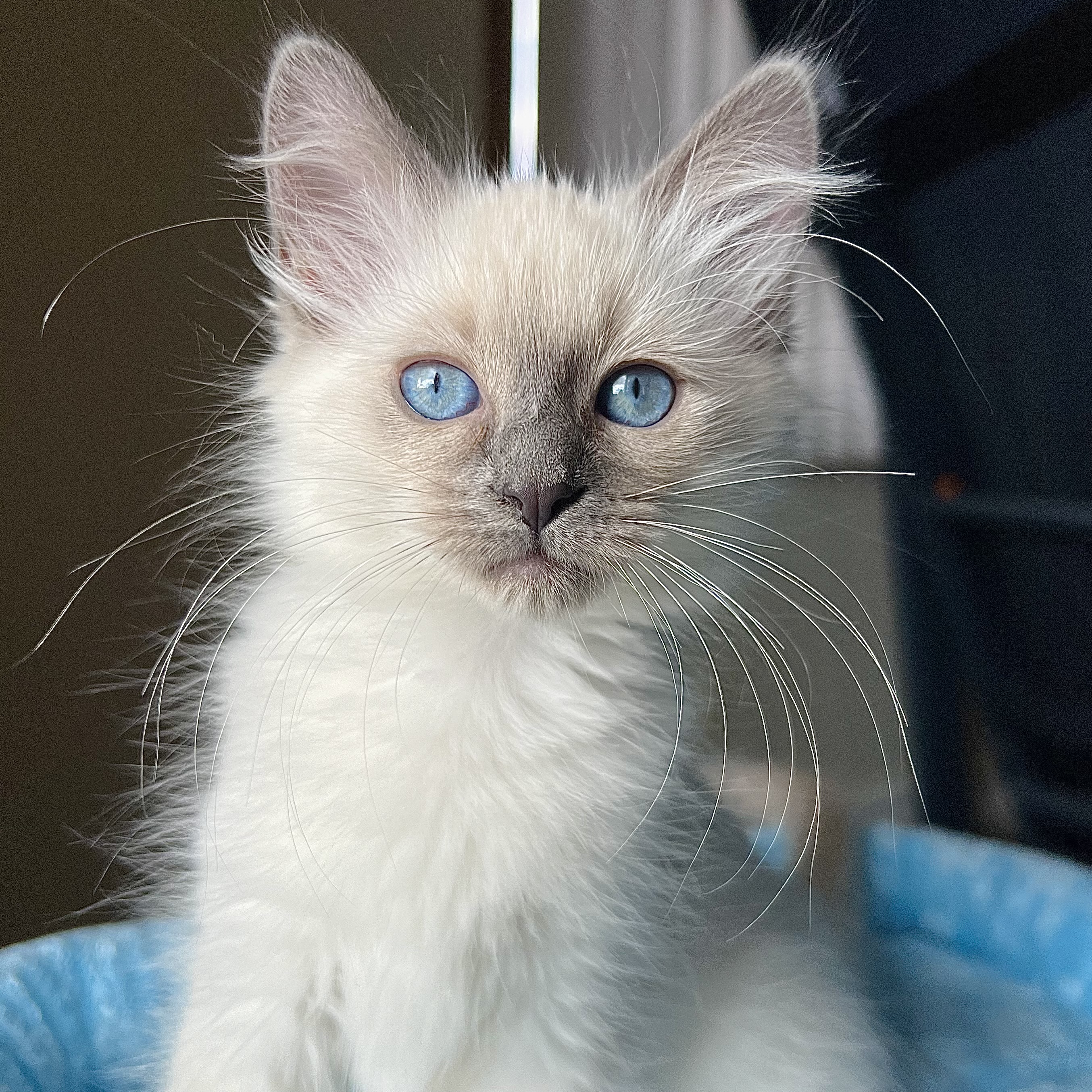 Almond Wisconsin Humane Society