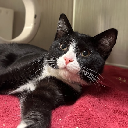 Bruce Wayne (Batman)