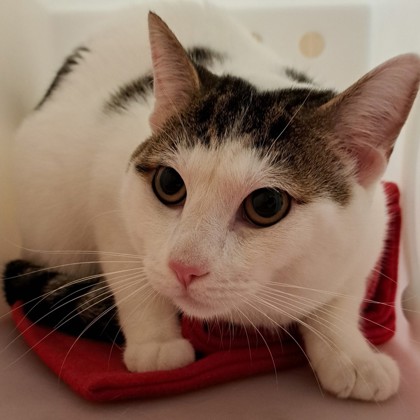 Max
