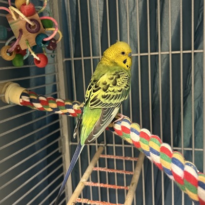 Basil