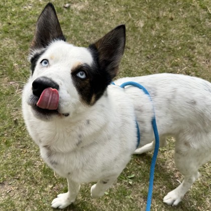 Oreo