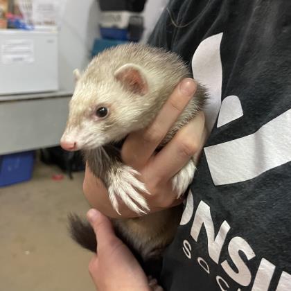"Ferret Faucet" - Adoption Hold!