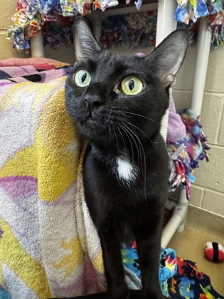 Sabrina