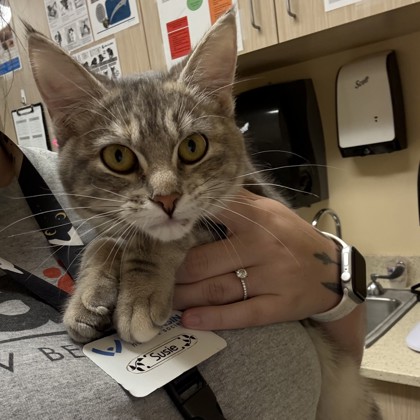 "Andie" - Adoption Hold!