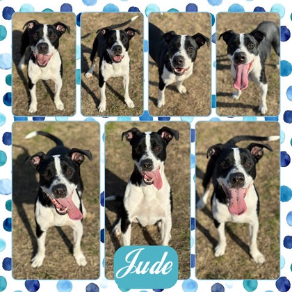 Jude