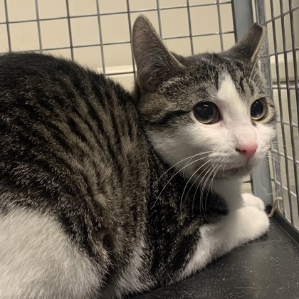 Truffle - Working Cat!