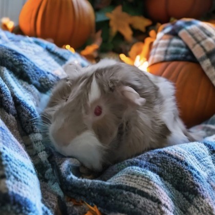 Benny - Video!