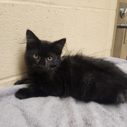 "TNT" - Adoption Hold!