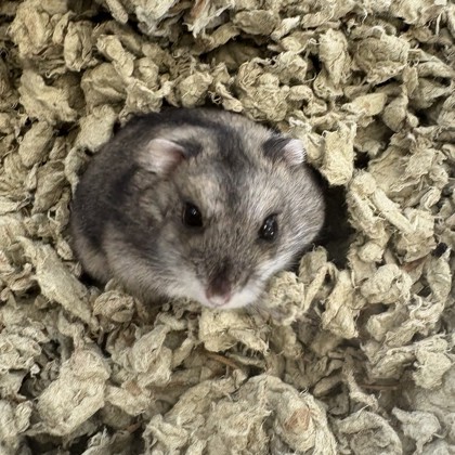 Squeak
