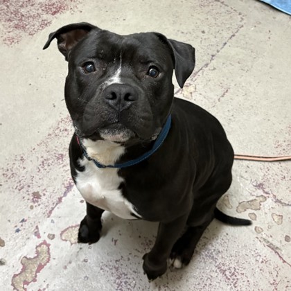 Zeus
