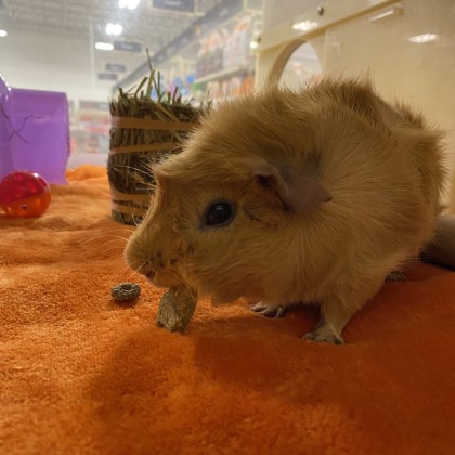 Peanut
