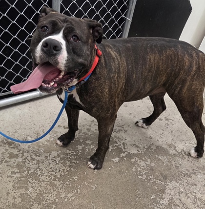 Rousey - Benchwarmer!