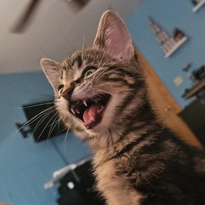 Googrowl