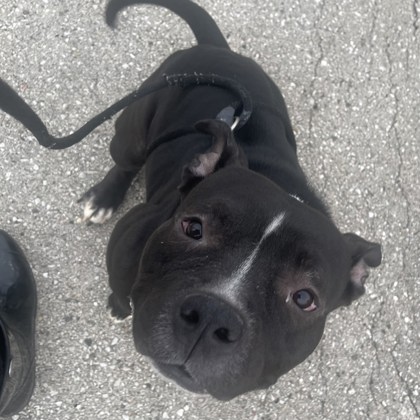 Savage - Benchwarmer!