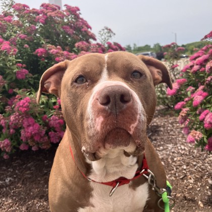 Ruby