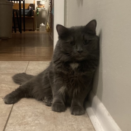 Little Cat - Video!