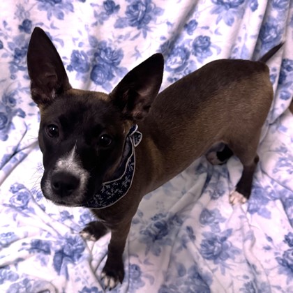 Merida - Available Tues. Dec. 16 @ 12pm