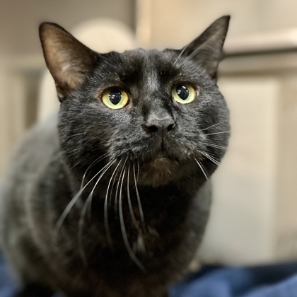 Pumpernickel