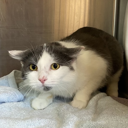 Coach - Working Cat!