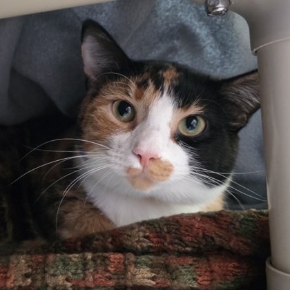 Kiki-Required with Kylo (60280186)