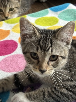 Tetra