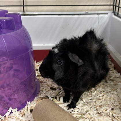 Oreo