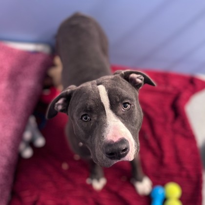 Pirate - Benchwarmer!