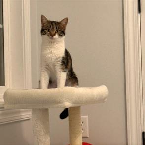 Rosie