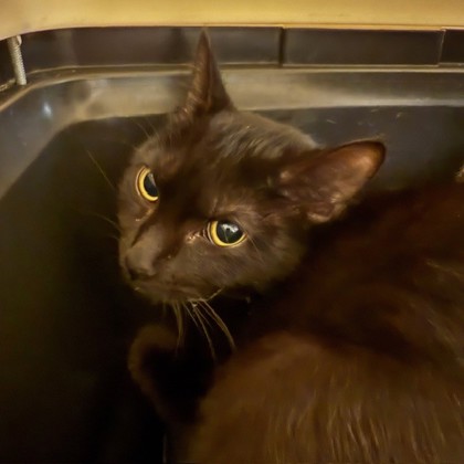 Fajita