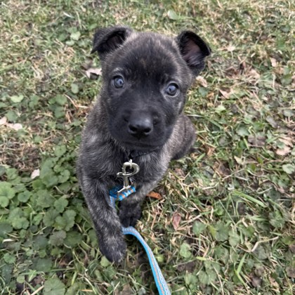 Walnut - Available Sat. Jan. 3 @ 10am