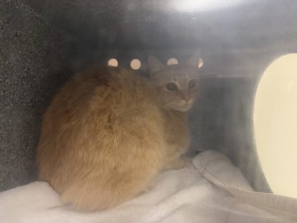 "Garfield"-Adoption Hold!