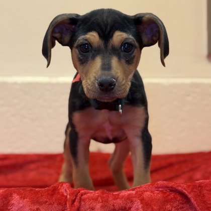 Skyler - Available Fri. Feb. 13 @ 1pm