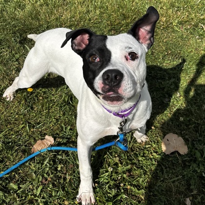 Arrax
