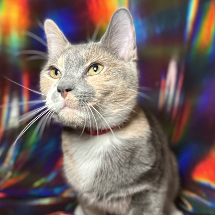 Rosie