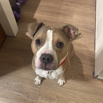 Captain America - Benchwarmer!