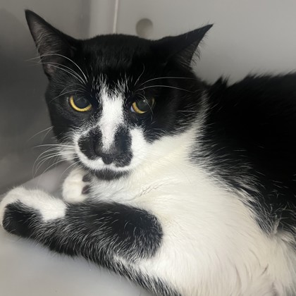 Oreo