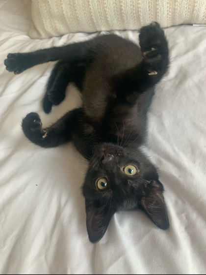 Cashew