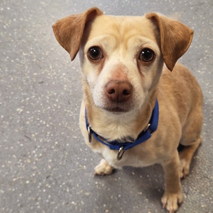 Kiko - Benchwarmer & Required Couple!