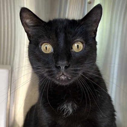 Salem