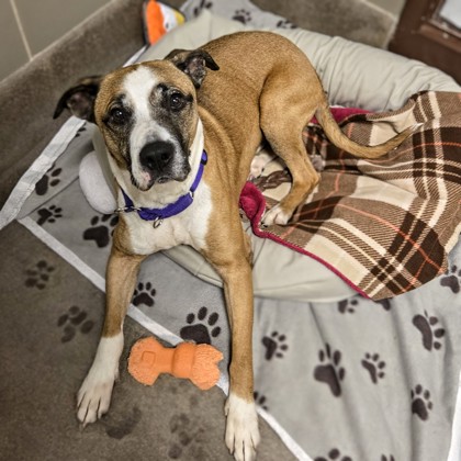 Magic - Volunteer Pick & Benchwarmer!