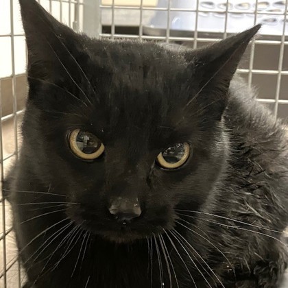 Baguette - Working Cat!