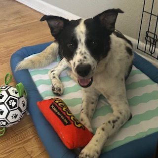 Polkie - Video & Benchwarmer!