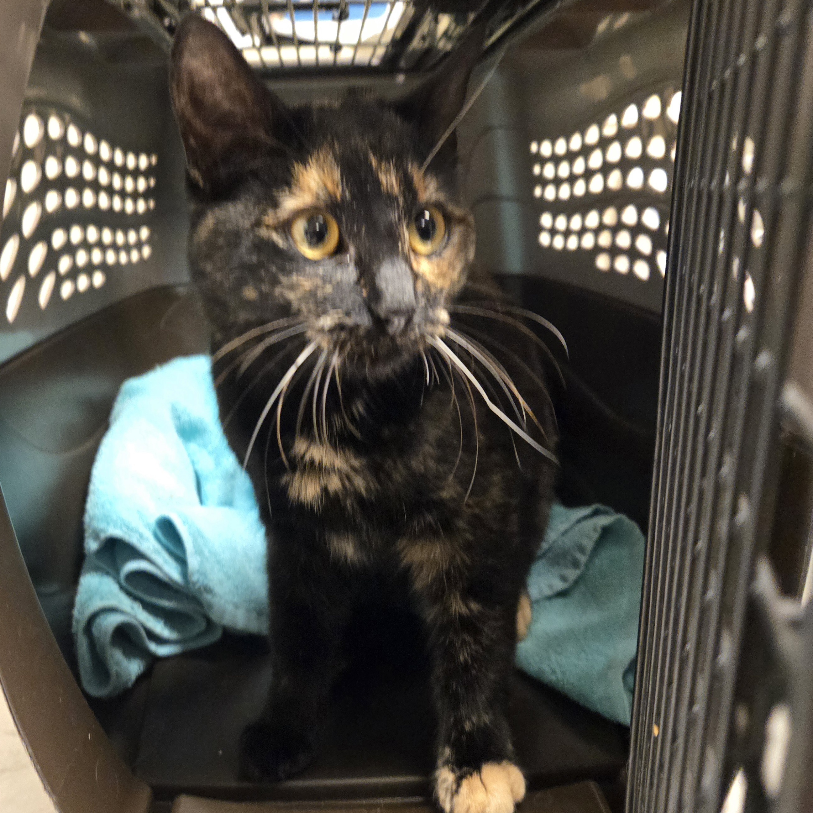 "Simione" - Finder Hold!