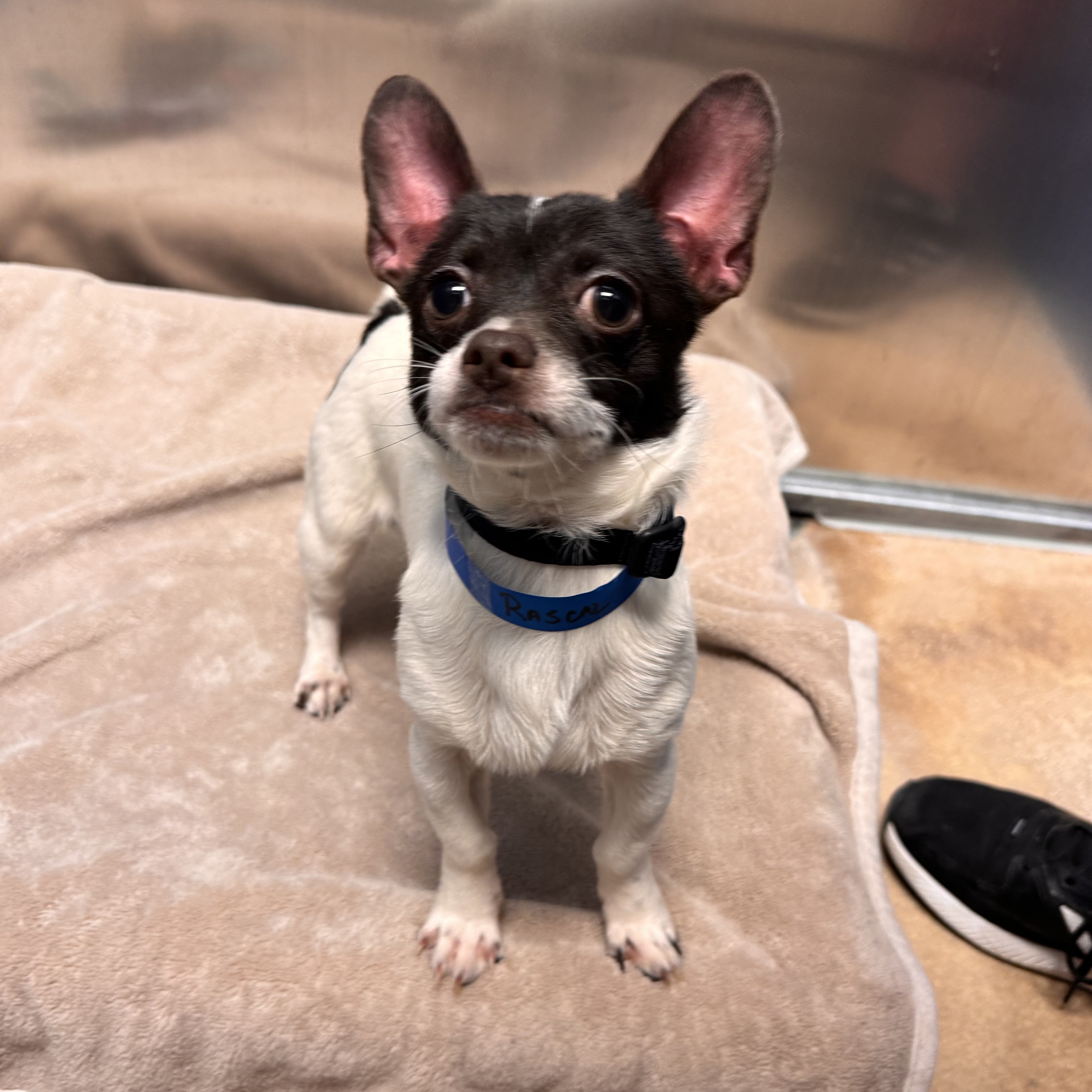 Rascal - Available 1/28 @ 6 pm