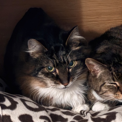 Teddy - Required couple