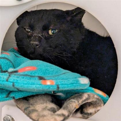 Midnight - Working Cat!