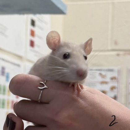 Glimmer - Required Pair!